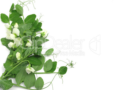 Weiße Blüten der Zuckerschote auf weißem Hintergrund