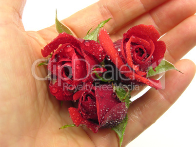 Drei Rosenblüten in geöffneter Hand
