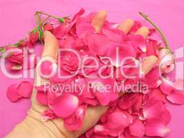 Rosa Rosenknospen und Blütenblätter in geöffneter Hand auf rosa Leinen