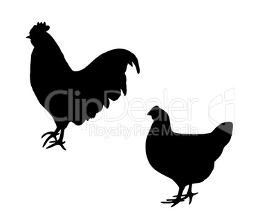 Hahn und Huhn