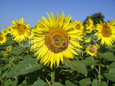 sunflower with bees