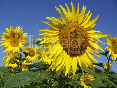 sunflowers