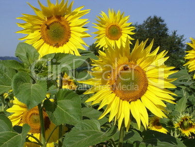 sunflowers