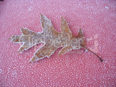 frosted leaf