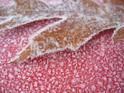 frosted leaf