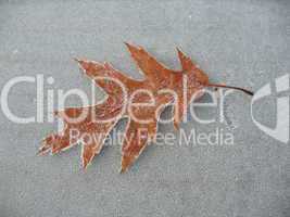 frosted leaf