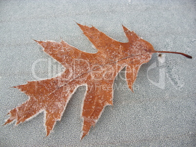 frosted leaf