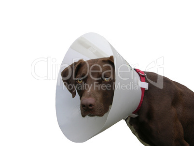 Hund mit Halskrause vor weißem Hintergrund