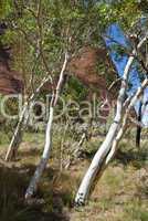 Australian Outback, Northern Territory, Australia