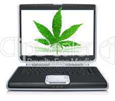 3D canabis leaf on laptop screen isolated on white