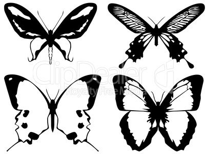 bright metal butterfly isolated on white