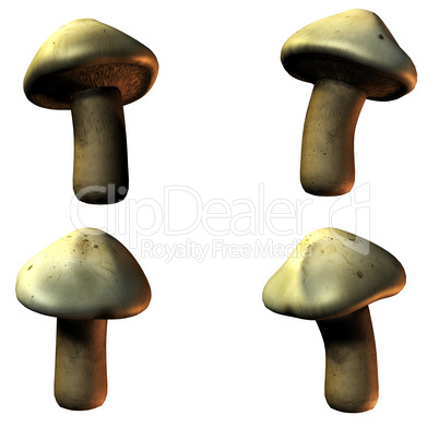 mushrooms in 3D