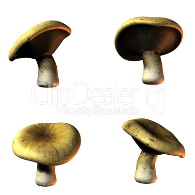 mushrooms in 3D