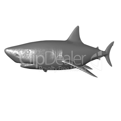 shark isolated on a white