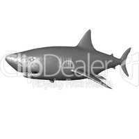 shark isolated on a white