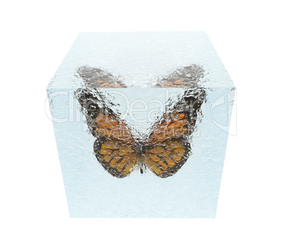 butterfly in ice cube isolated on white