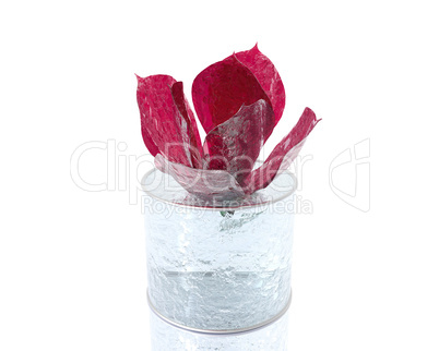 red rose in ice isolated on white