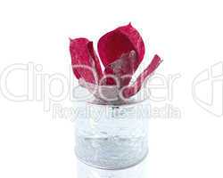 red rose in ice isolated on white