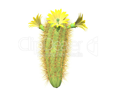 3d cactus isolated on a white