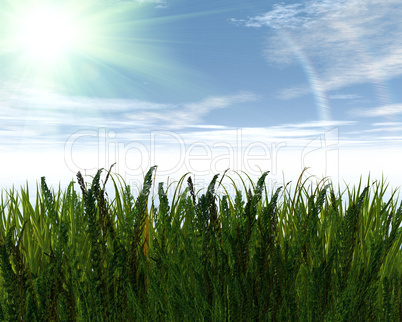 3D green grass and blue sky