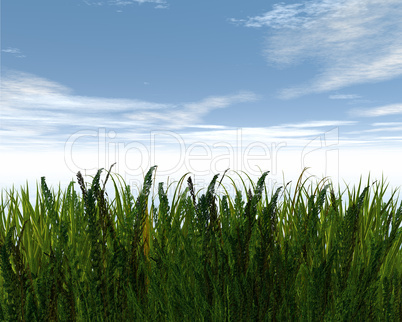 3D green grass and blue sky