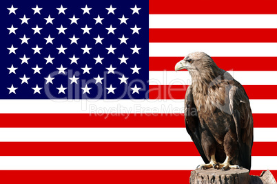 eagle in-front of the american flag