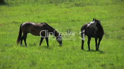 Blind Horses Grazing In A Field