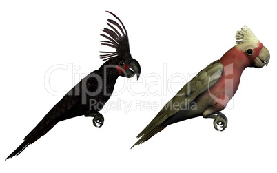 two 3D parrots isolated