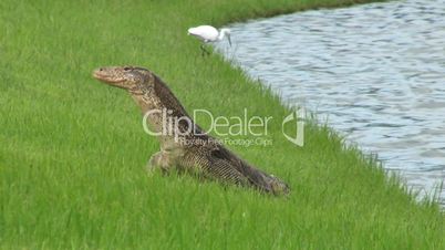 Monitor Lizard Heads To The Water