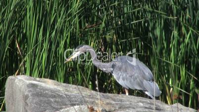 Blue Heron Jumps In The Water