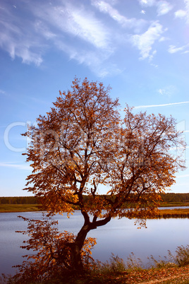 Lonely autumn tree on lake