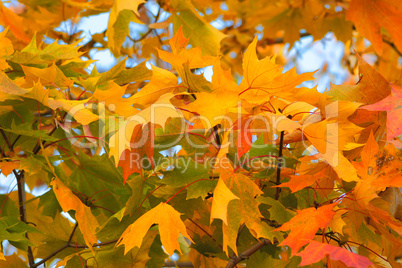 Congestion of autumn maple leaves