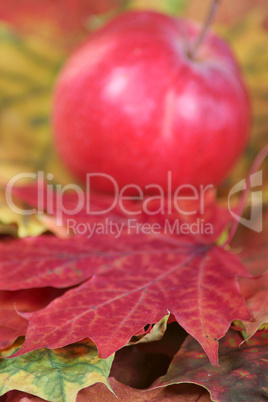 Part of an autumn maple leaf