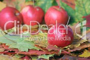 Autumn apple crop