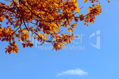 Autumn oak leaves against the dark blue sky