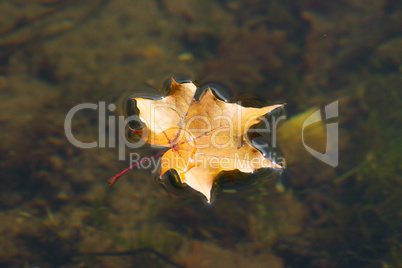 The autumn maple leaf lying on water