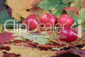 Four red apples on autumn leaves