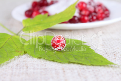 Cowberry sprinkled with sugar on green sheet
