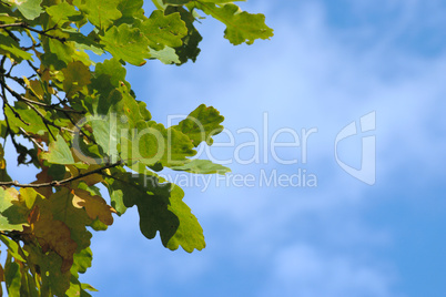 Oak leaves against the blue sky