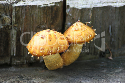 Two mushrooms on the foozle