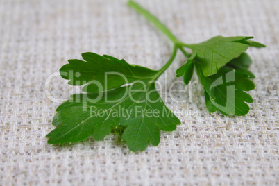 Parsley sheet on a rough linen fabric