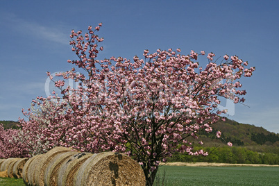 Prunus, Kirschbaum