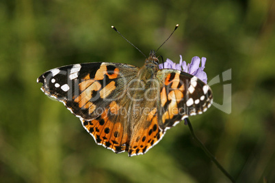 Vanessa cardui, Distelfalter, Cynthia cardui