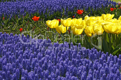 Tulipa, Tulpenmischung