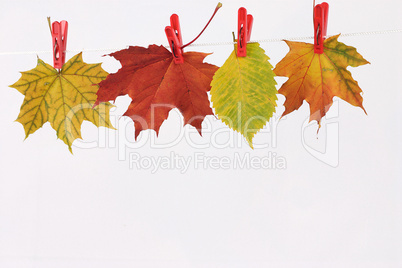 Autumn leaves on linen clothespins