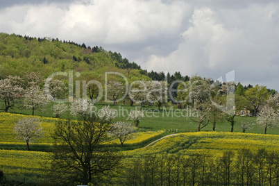 Rapsfeld mit Kirschbäumen