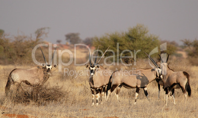 Oryx Antilopen (Oryx gazella)