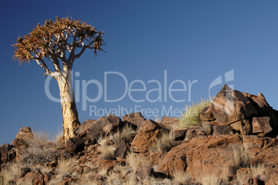 Köcherbaum (Aloe dichotoma)