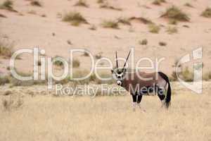 Oryx Antilope (Oryx gazella)