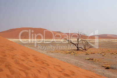 Dünen in der Namib